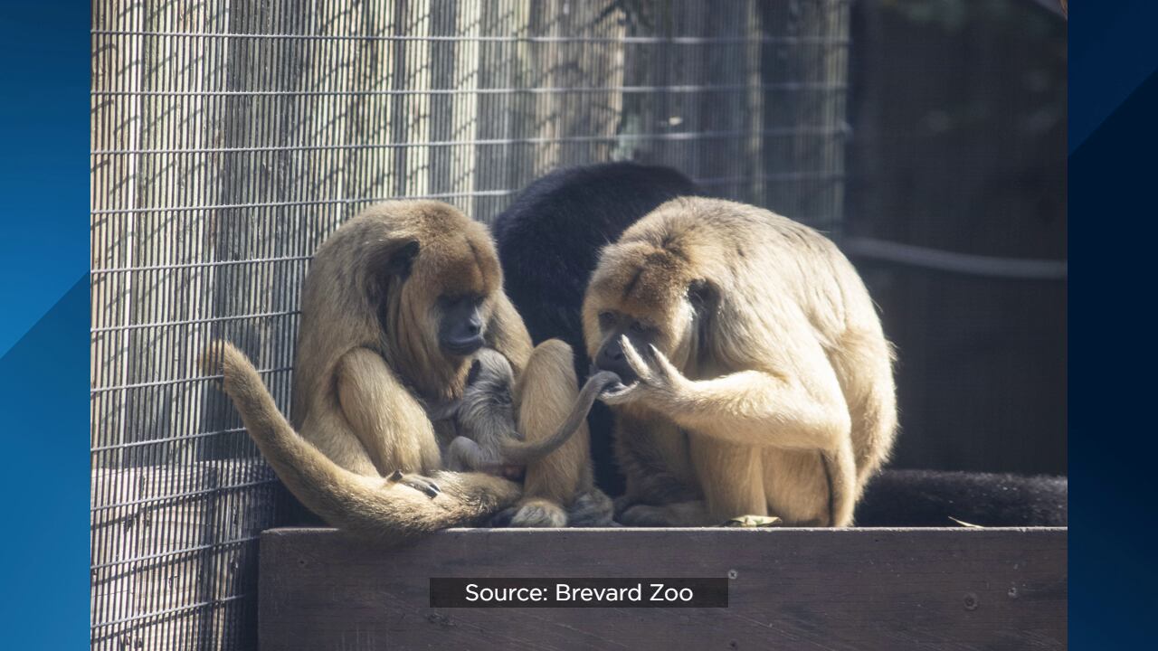 County Executive McMahon Announces Amur tiger Zeya Gives Birth to Cubs