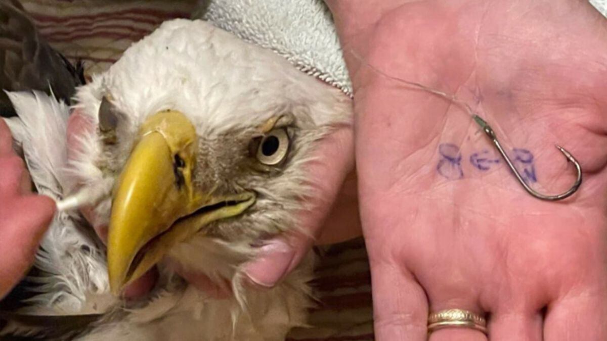 2 Florida Kids Help Rescue Bald Eagle With Fishing Hook Stuck In Beak