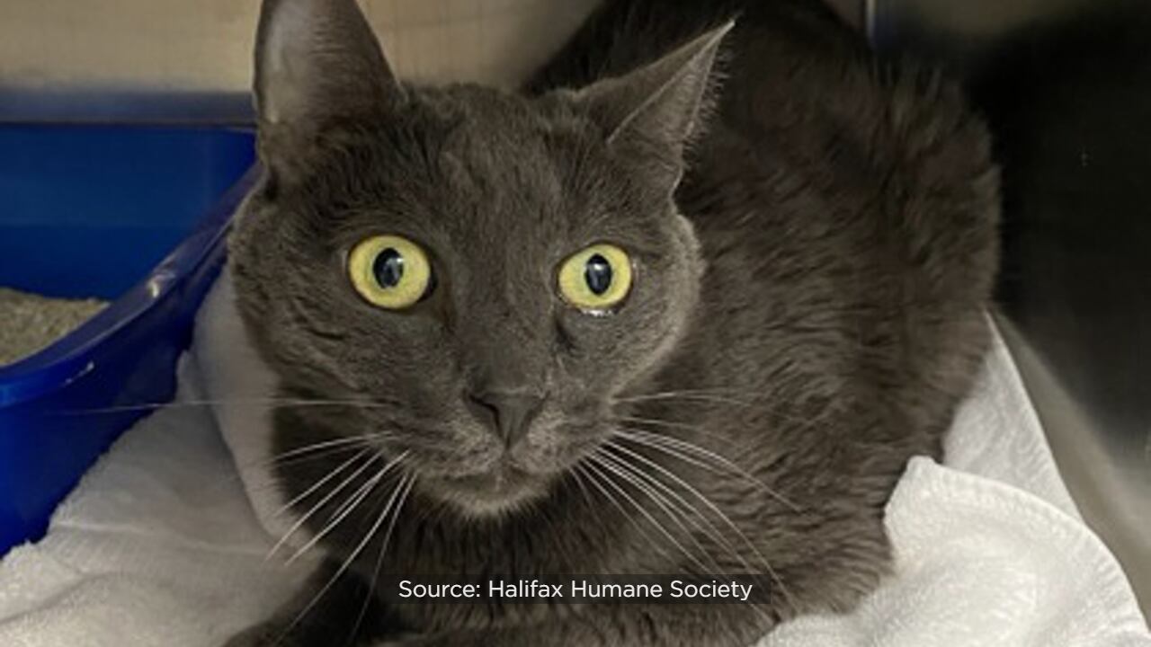 halifax humane society puppy cam