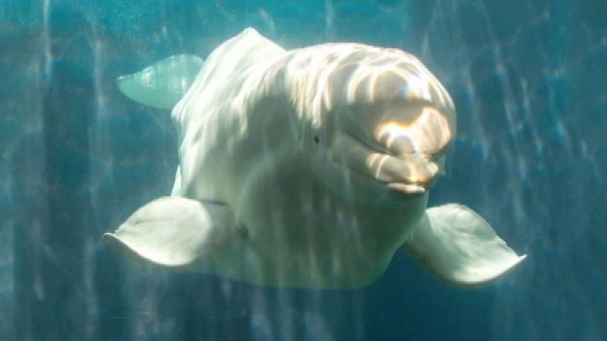 Beluga whale dies at SeaWorld Orlando
