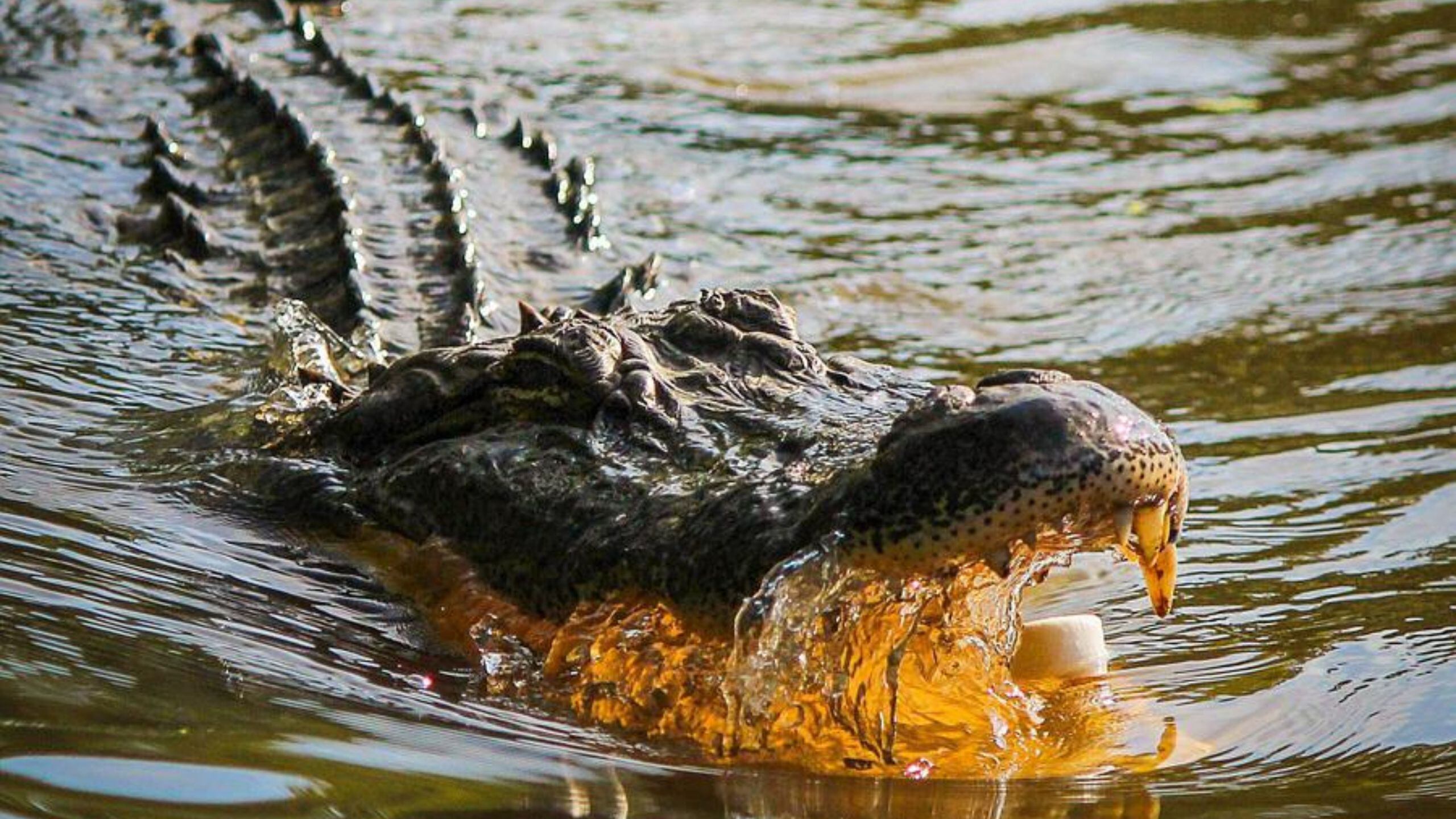 Florida will expand alligator hunting hours to 24/7 when the