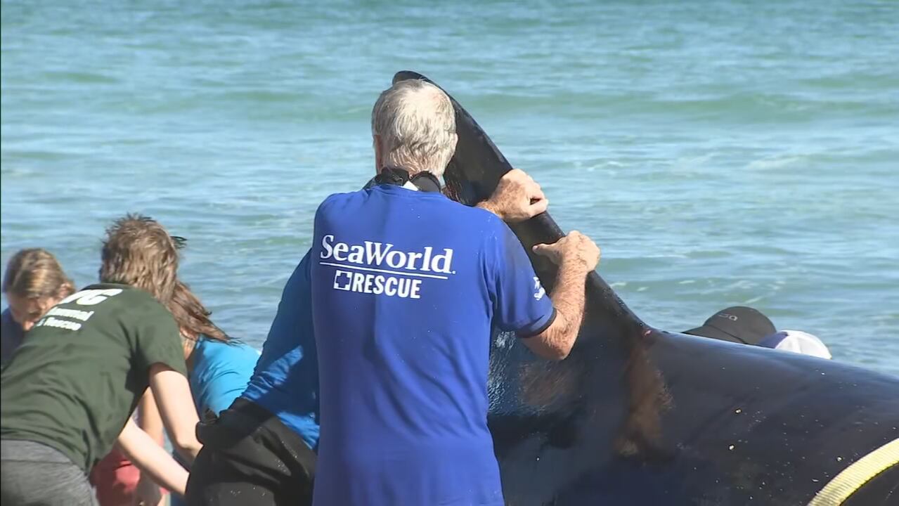 Newborn sperm whale calf strands on beach near Marineland