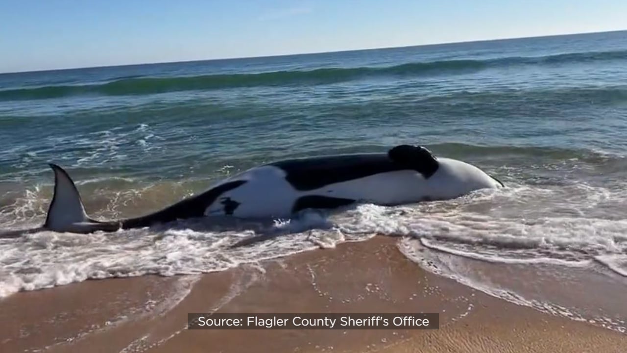 Newborn sperm whale calf strands on beach near Marineland