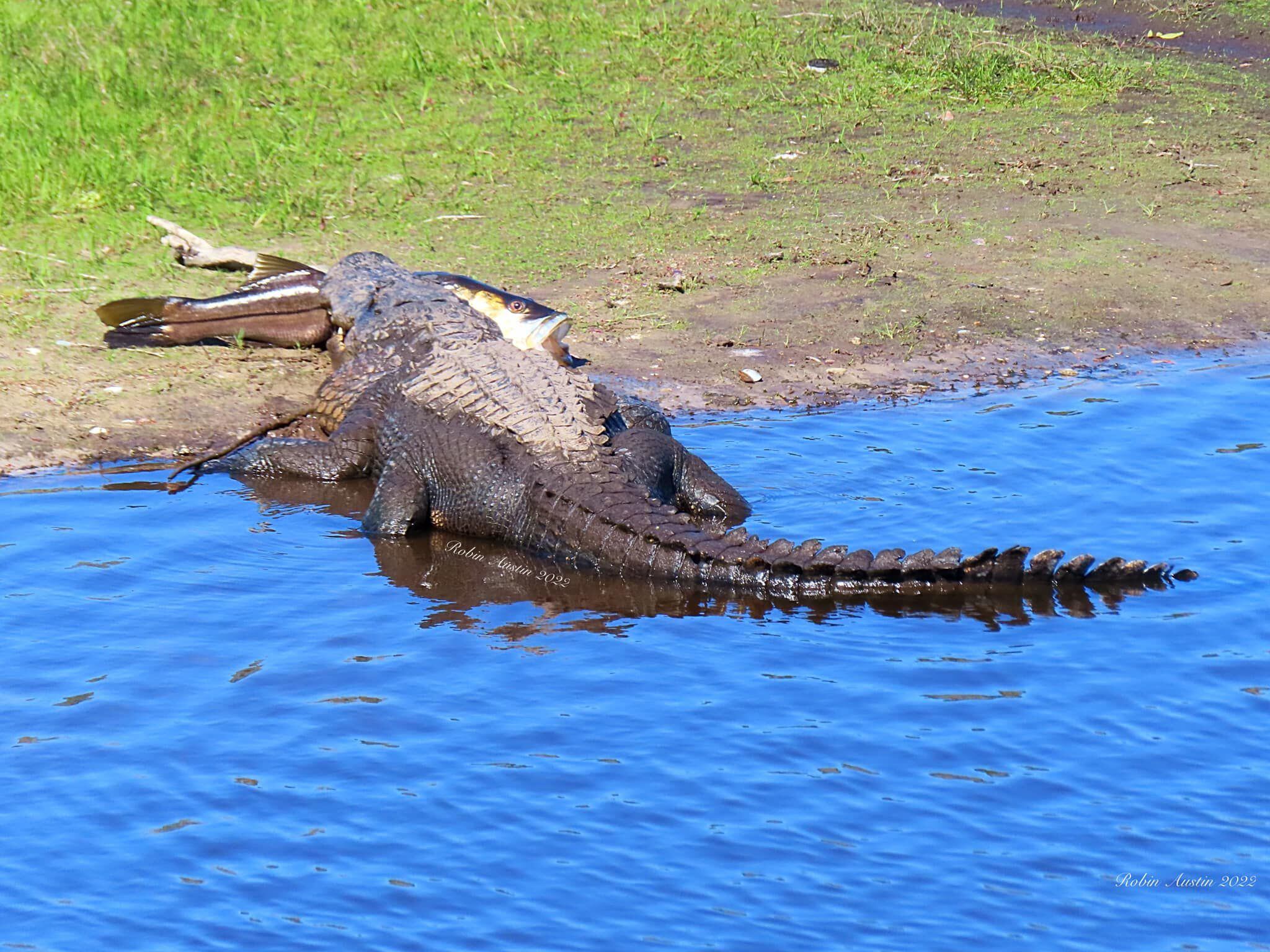 Gators in the NFL - The Independent Florida Alligator