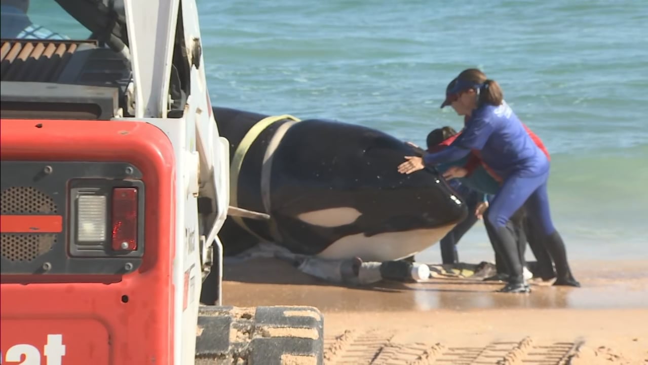 Newborn sperm whale calf strands on beach near Marineland