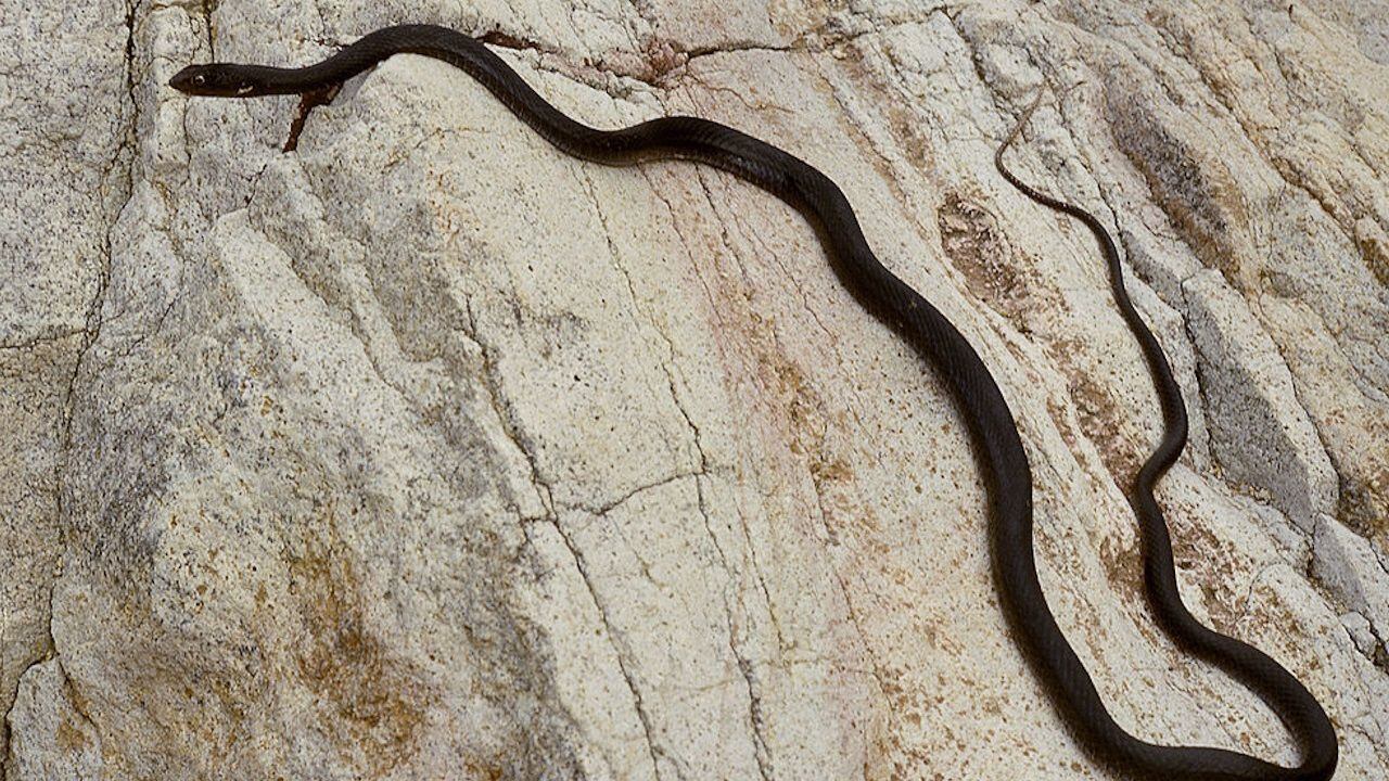 Arizona Woman Discovers Snake Inside Her Toilet