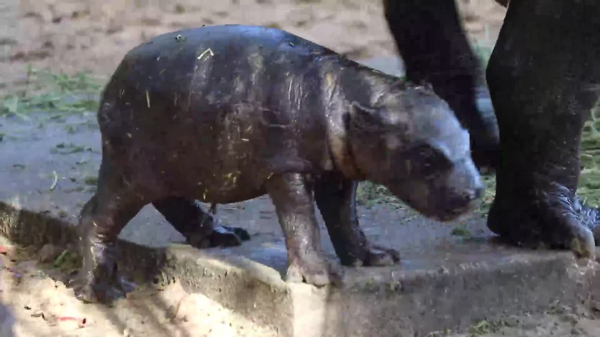 Hungry hungry Hippo Endangered pygmy hippo calf born at Tampa zoo  