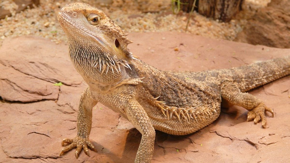 Thinking about buying a pet reptile? Here are a few suggestions