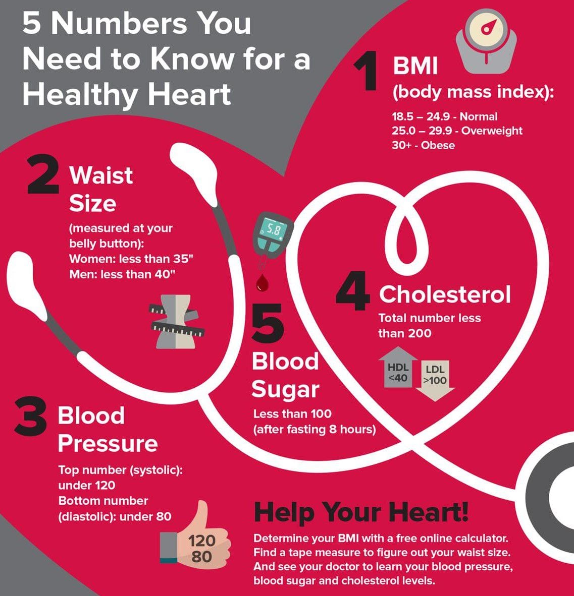 Healthy Heart Vs Obese Heart 7967