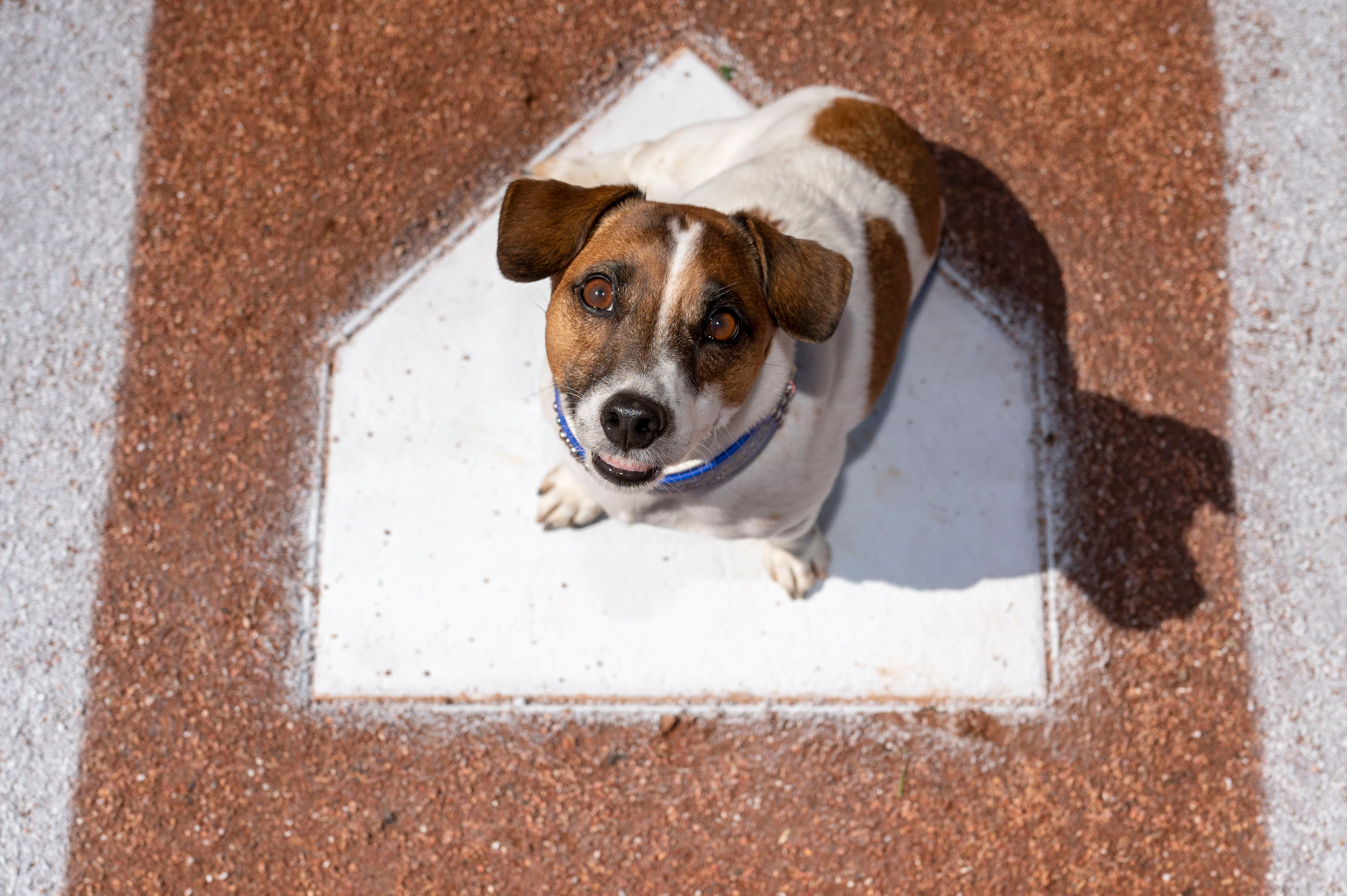 Fast little legs: Russell Terrier Macho declared fastest doggie baserunner  at Dodger Stadium – WSB-TV Channel 2 - Atlanta