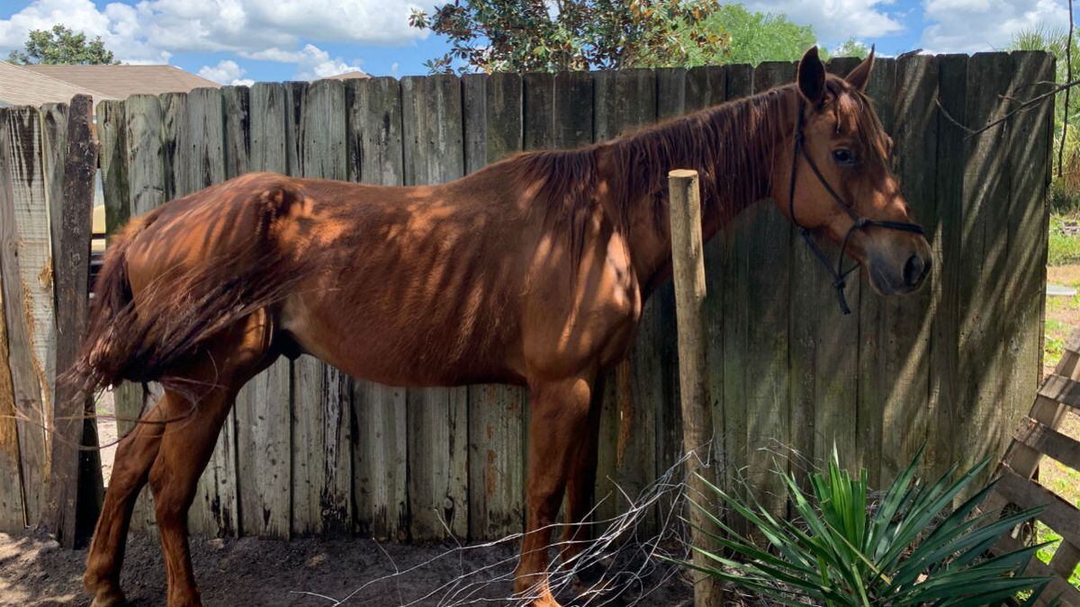 Dead Horse Found In Florida Man S Backyard Investigators Say