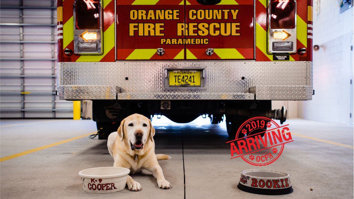 They Re Expecting Orange County Firefighters Tease New Four Legged Arrival