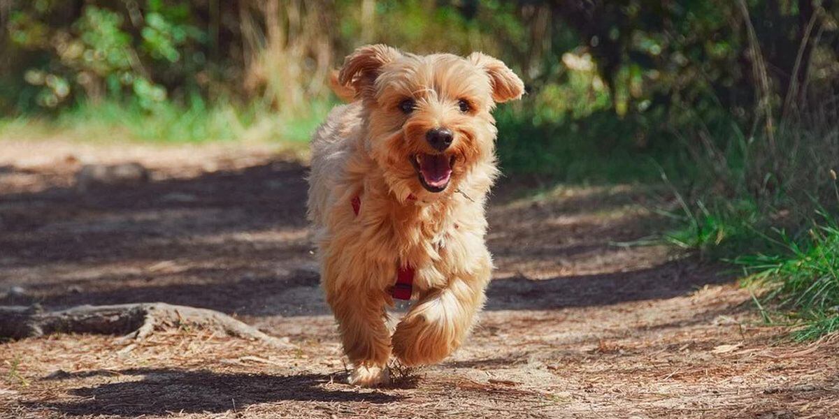 Rules For Pets In Florida State Parks