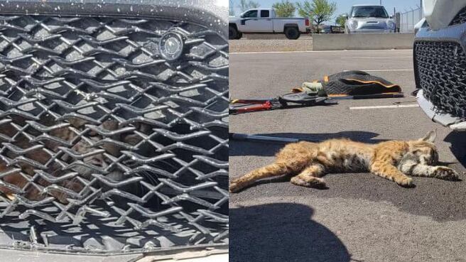 Man finds bobcat under vehicle's hood; animal returned to wild