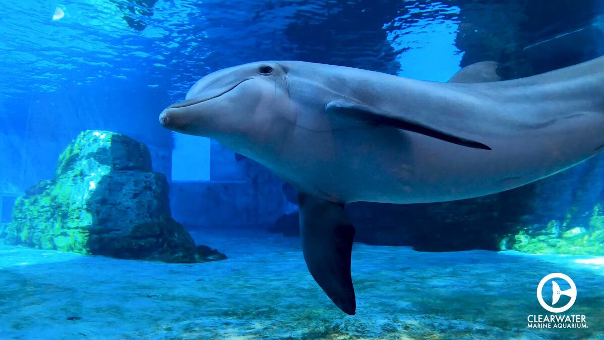 Dolphin at Florida aquarium picks Chiefs to beat Bucs