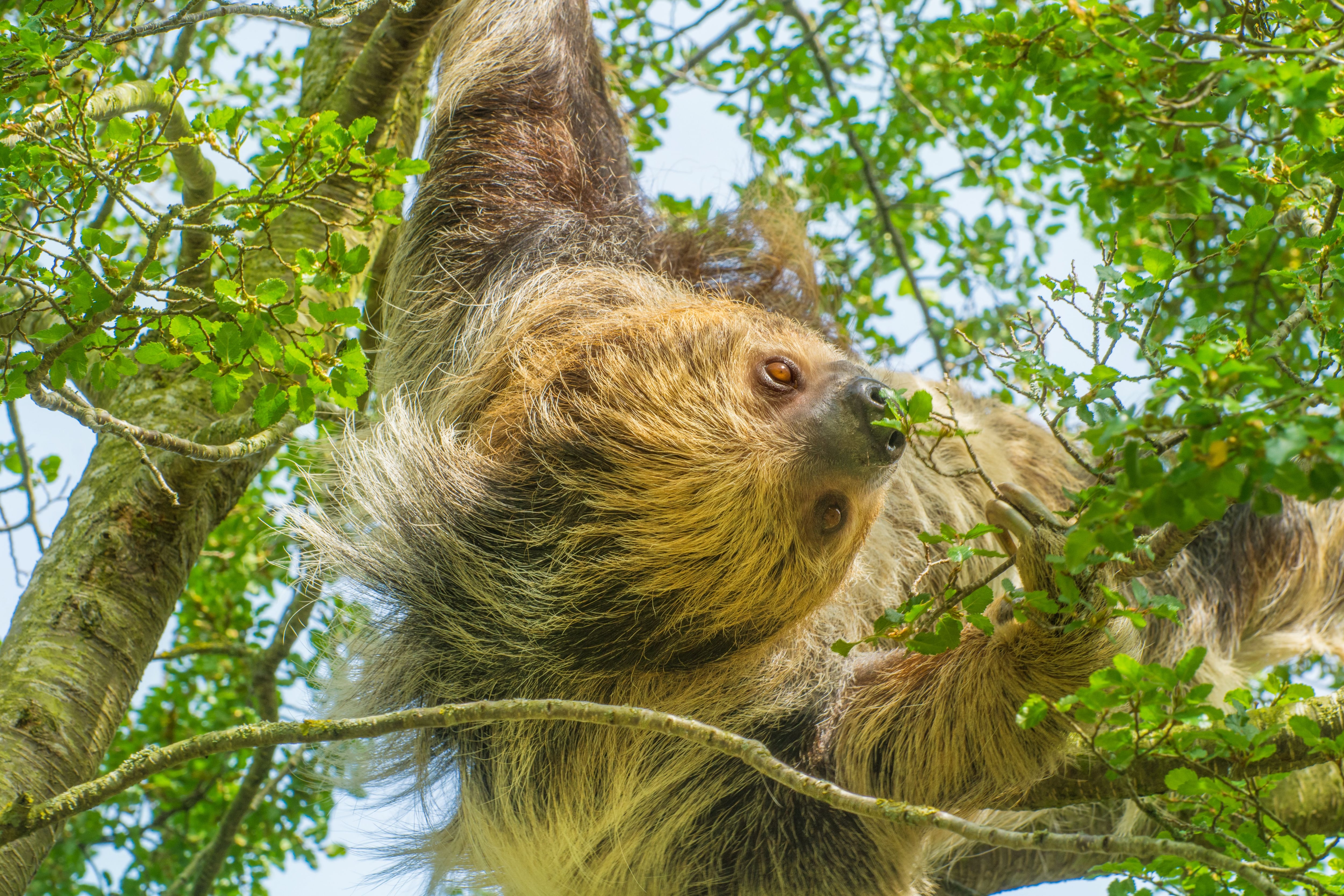 nasa sloth